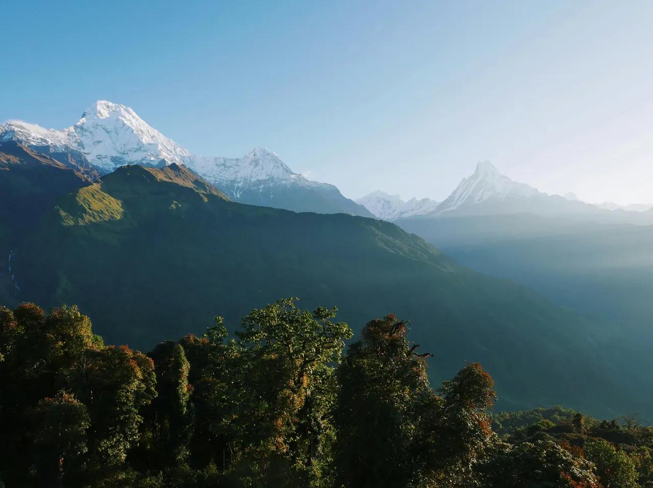 Sunrise over the Annapurna range seen from Poon Hill trail with red rhododendron trees in the foreground, April morning