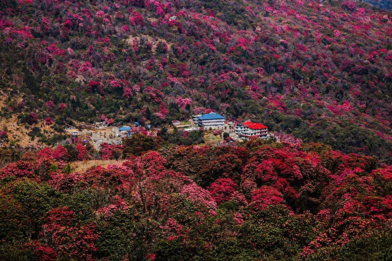 Red and pink rhododendron forest in full bloom along the Ghorepani to Tadapani trail in April