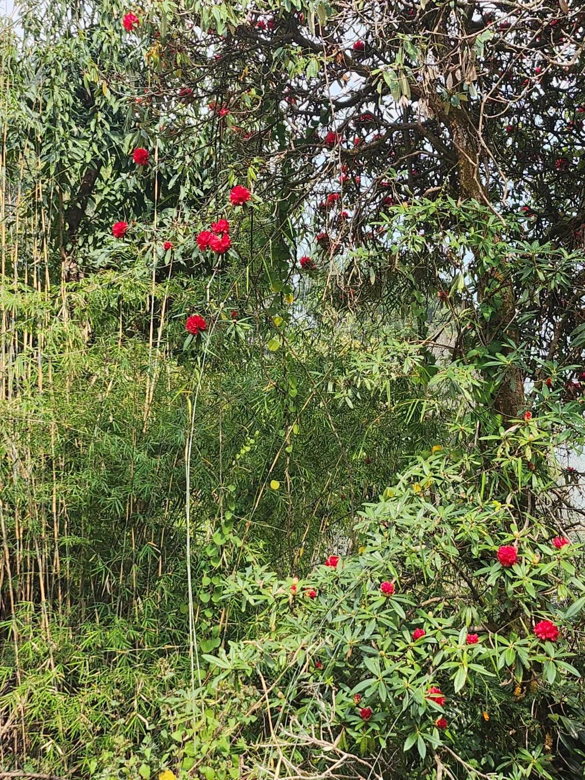 Red rhododendron flowers blooming alongside bamboo on a Himalayan trekking trail in the Annapurna foothills, Nepal