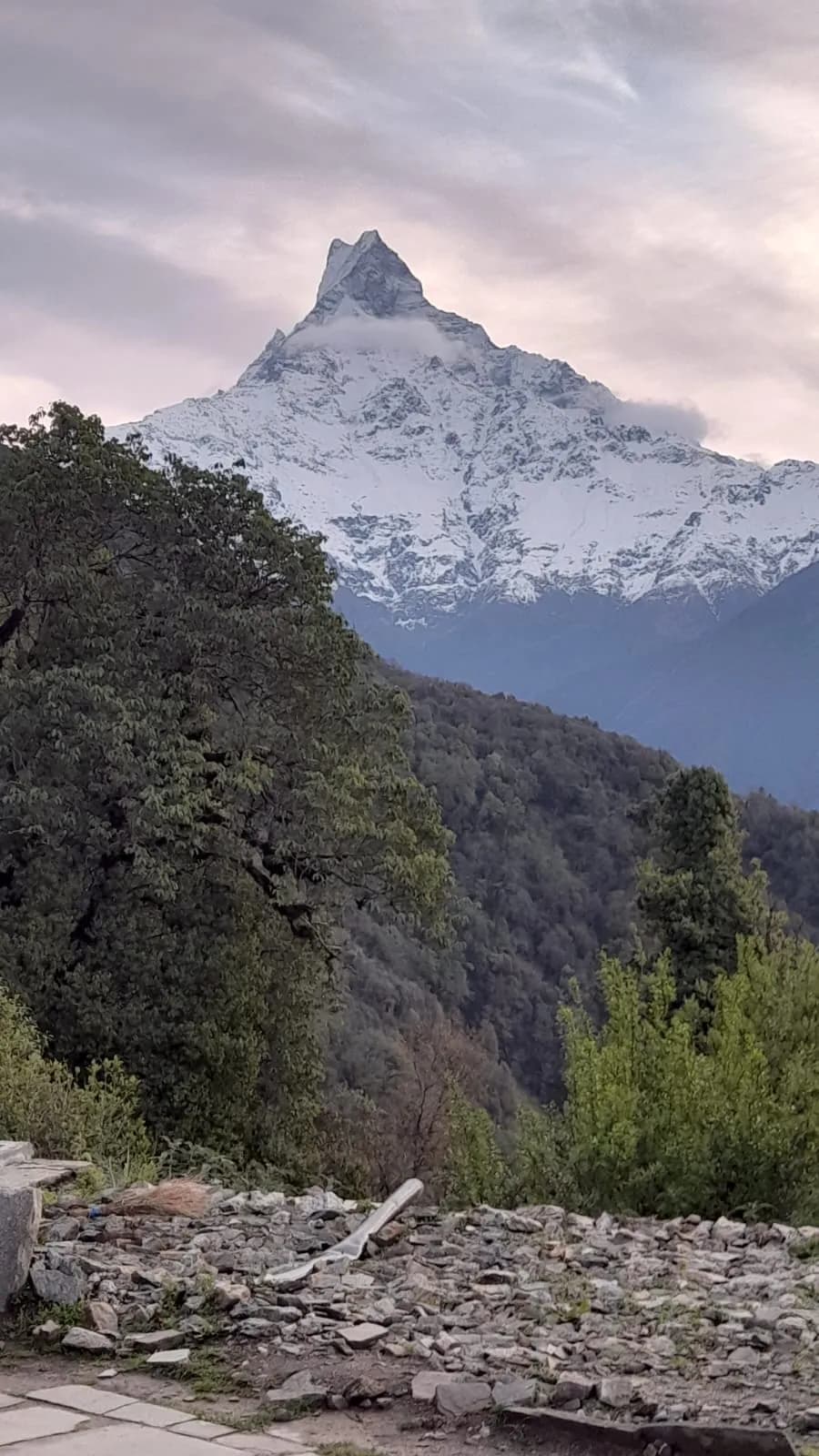 Machapuchhre, seen clearly from Forest Camp — the mountain that stays with you even when the clouds take it away.
