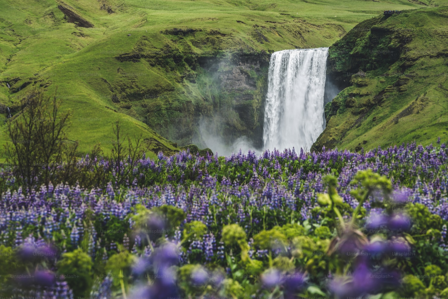 Waterfall and wildflowers shared by a traveler