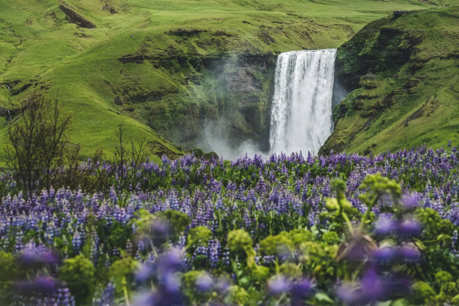 Waterfall and wildflowers shared by a traveler